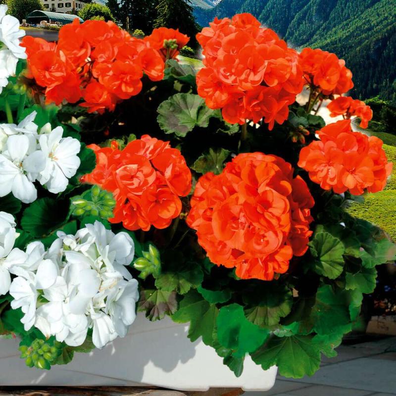 Pelargonium zonale Sunrise  Mandarin (5099)